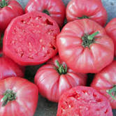 Tomato Seeds11