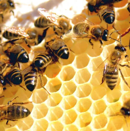 Hawaiian_Honey_from_Rainbow_Bees_Honey_1_540x