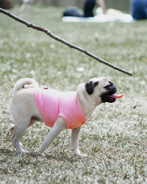 Dog puppy Training in Bonsall
