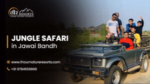 Jawai Bandh is famous for its jungle safari