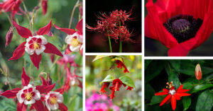 red-flowers-featured-homebnc