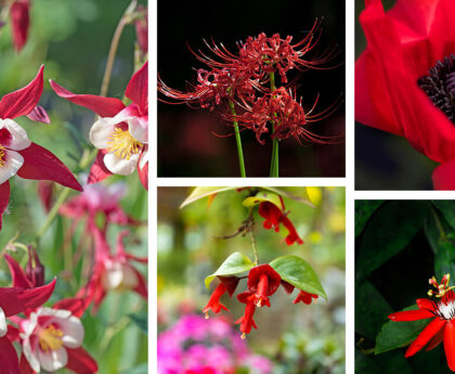 red-flowers-featured-homebnc