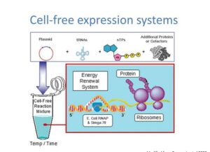 Cell Free Expression